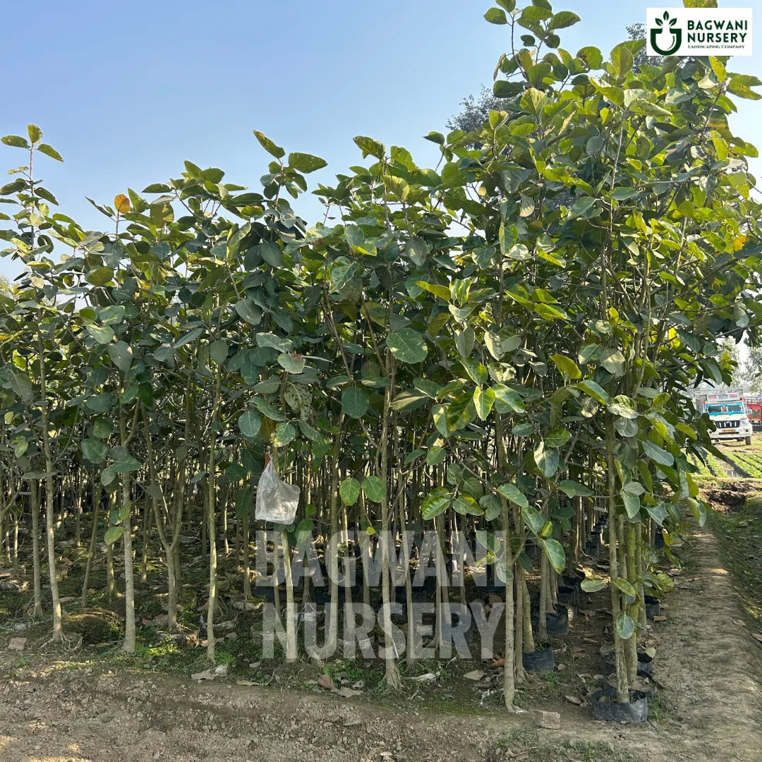 Banyan tree Supplier, Ficus Benghalensis, Banyan Supplier in India, Wholesale Banyan, Wholesale Banyan Supplier, Ficus Benghalensis Tree, Best Banyan Nursery, Banyan in India, Bulk Banyan Supplier, Timber Tree, Timber Tree Nursery, Wholesale Timber Tree Supplier, Best Timber Tree Nursery in India,