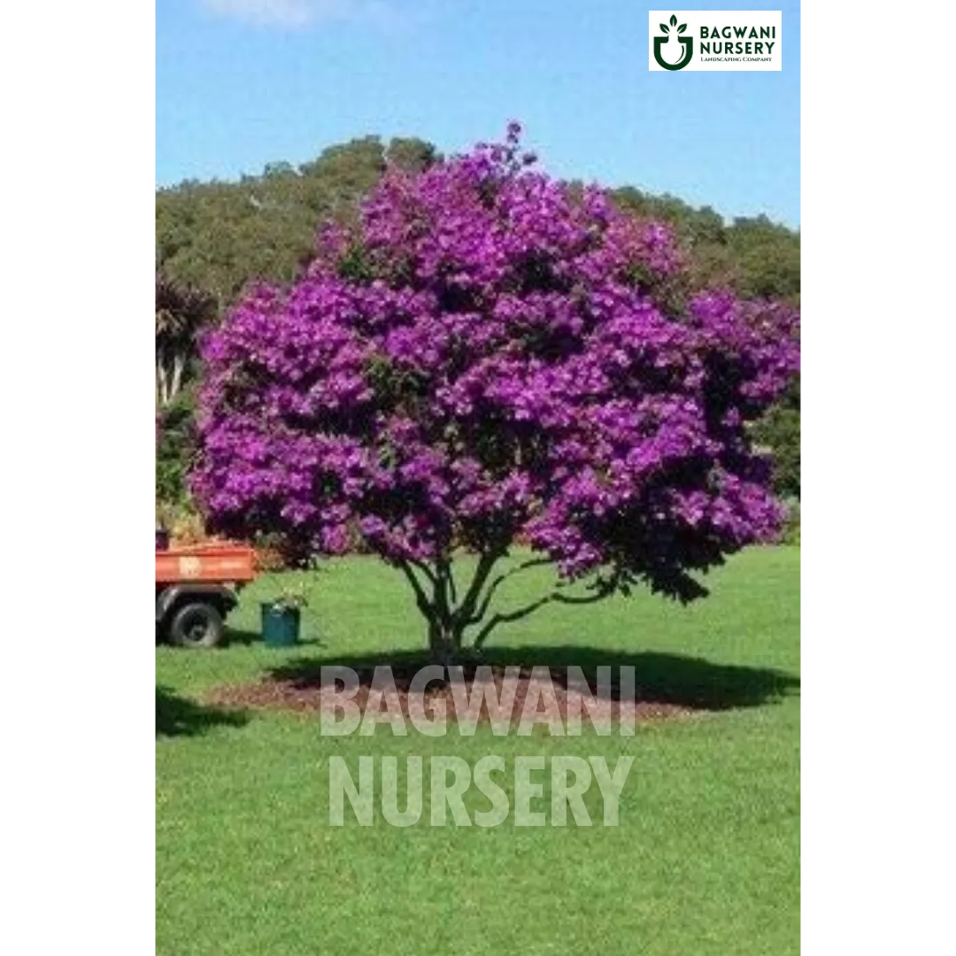 Bauhinia Blakeana tree Supplier, Hong Kong Orchid, Bauhinia Blakeana Supplier in India, Wholesale Bauhinia Blakeana, Wholesale Bauhinia Blakeana Supplier, Hong Kong Orchid Tree, Best Bauhinia Blakeana Nursery, Bauhinia Blakeana in India, Bulk Bauhinia Blakeana Supplier, Timber Tree, Timber Tree Nursery, Wholesale Timber Tree Supplier, Best Timber Tree Nursery in India,