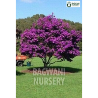 Bauhinia Blakeana tree Supplier, Hong Kong Orchid, Bauhinia Blakeana Supplier in India, Wholesale Bauhinia Blakeana, Wholesale Bauhinia Blakeana Supplier, Hong Kong Orchid Tree, Best Bauhinia Blakeana Nursery, Bauhinia Blakeana in India, Bulk Bauhinia Blakeana Supplier, Timber Tree, Timber Tree Nursery, Wholesale Timber Tree Supplier, Best Timber Tree Nursery in India,