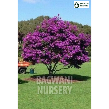 Bauhinia Blakeana tree Supplier, Hong Kong Orchid, Bauhinia Blakeana Supplier in India, Wholesale Bauhinia Blakeana, Wholesale Bauhinia Blakeana Supplier, Hong Kong Orchid Tree, Best Bauhinia Blakeana Nursery, Bauhinia Blakeana in India, Bulk Bauhinia Blakeana Supplier, Timber Tree, Timber Tree Nursery, Wholesale Timber Tree Supplier, Best Timber Tree Nursery in India,