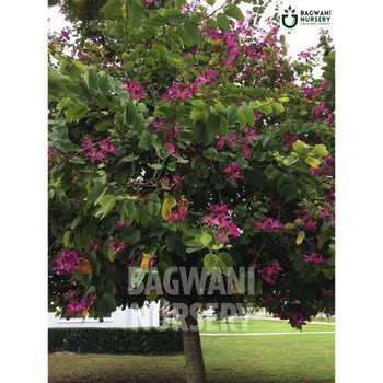 Bauhinia purpurea tree Supplier, Orchid Tree, Bauhinia purpurea Supplier in India, Wholesale Bauhinia purpurea, Wholesale Bauhinia purpurea Supplier, Orchid Tree Tree, Best Bauhinia purpurea Nursery, Bauhinia purpurea in India, Bulk Bauhinia purpurea Supplier, Timber Tree, Timber Tree Nursery, Wholesale Timber Tree Supplier, Best Timber Tree Nursery in India,
