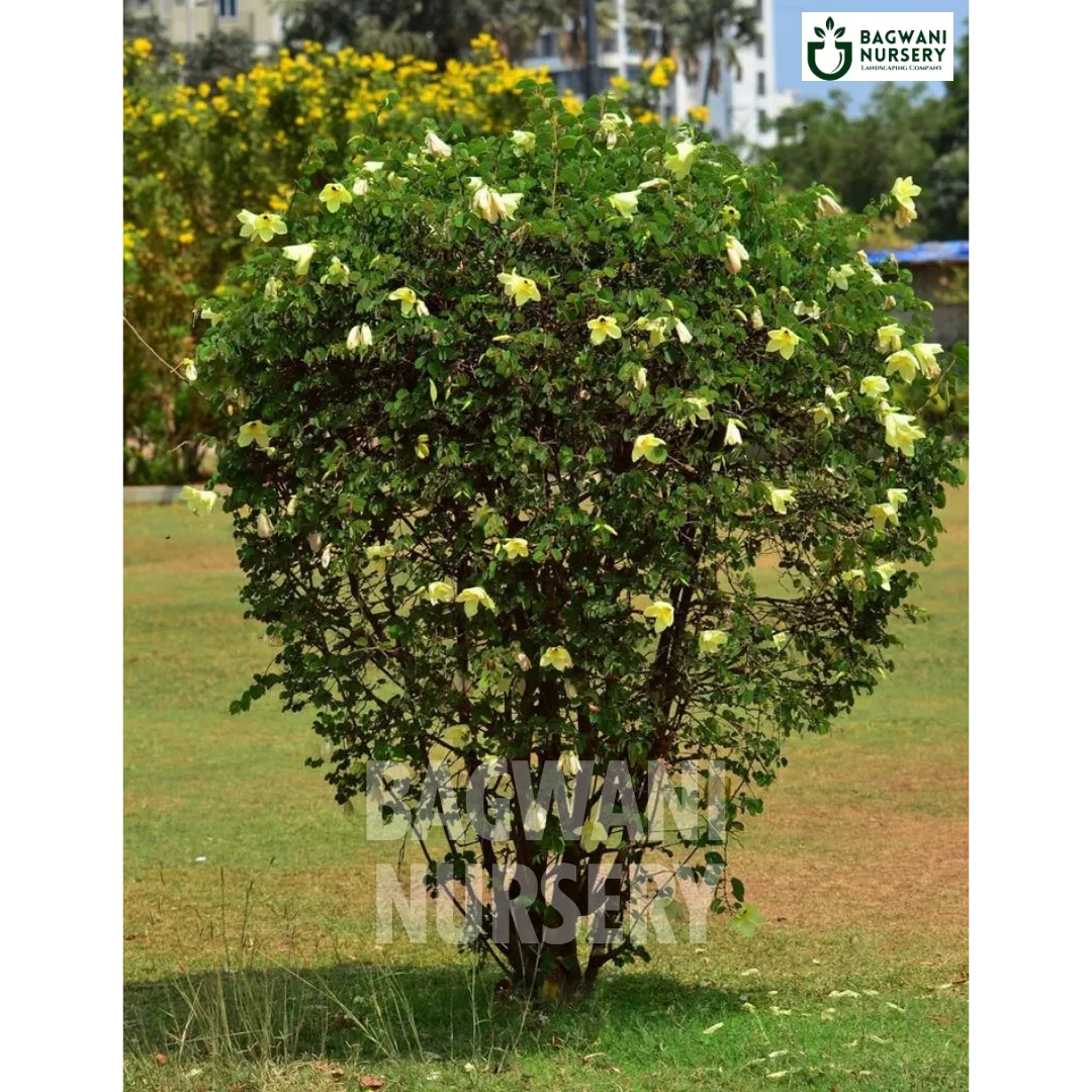 Bauhinia Tomentosa tree Supplier, Yellow Orchid Tree, Bauhinia Tomentosa Supplier in India, Wholesale Bauhinia Tomentosa, Wholesale Bauhinia Tomentosa Supplier, Yellow Orchid Tree Tree, Best Bauhinia Tomentosa Nursery, Bauhinia Tomentosa in India, Bulk Bauhinia Tomentosa Supplier, Timber Tree, Timber Tree Nursery, Wholesale Timber Tree Supplier, Best Timber Tree Nursery in India,
