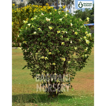 Bauhinia Tomentosa tree Supplier, Yellow Orchid Tree, Bauhinia Tomentosa Supplier in India, Wholesale Bauhinia Tomentosa, Wholesale Bauhinia Tomentosa Supplier, Yellow Orchid Tree Tree, Best Bauhinia Tomentosa Nursery, Bauhinia Tomentosa in India, Bulk Bauhinia Tomentosa Supplier, Timber Tree, Timber Tree Nursery, Wholesale Timber Tree Supplier, Best Timber Tree Nursery in India,
