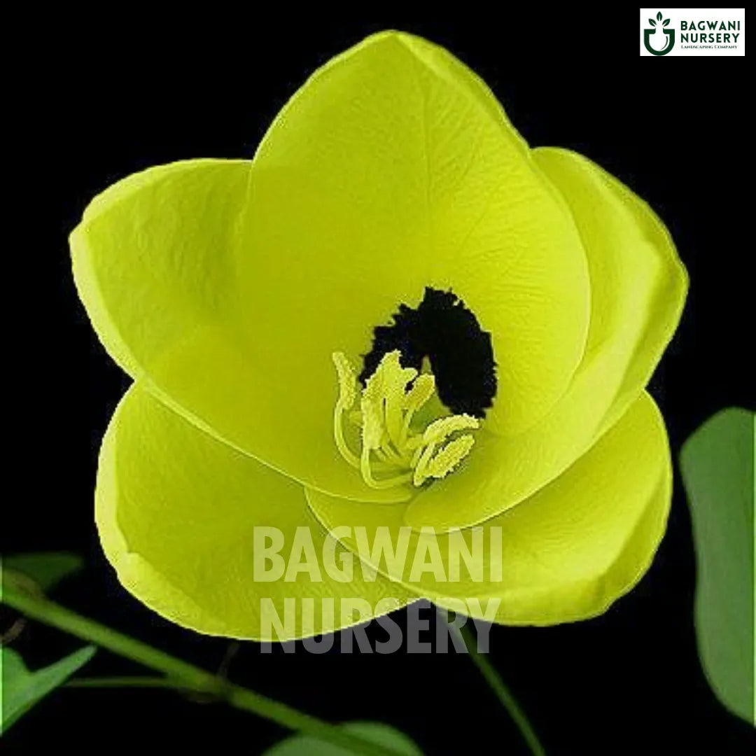 Bauhinia Tomentosa tree Supplier, Yellow Orchid Tree, Bauhinia Tomentosa Supplier in India, Wholesale Bauhinia Tomentosa, Wholesale Bauhinia Tomentosa Supplier, Yellow Orchid Tree Tree, Best Bauhinia Tomentosa Nursery, Bauhinia Tomentosa in India, Bulk Bauhinia Tomentosa Supplier, Timber Tree, Timber Tree Nursery, Wholesale Timber Tree Supplier, Best Timber Tree Nursery in India,