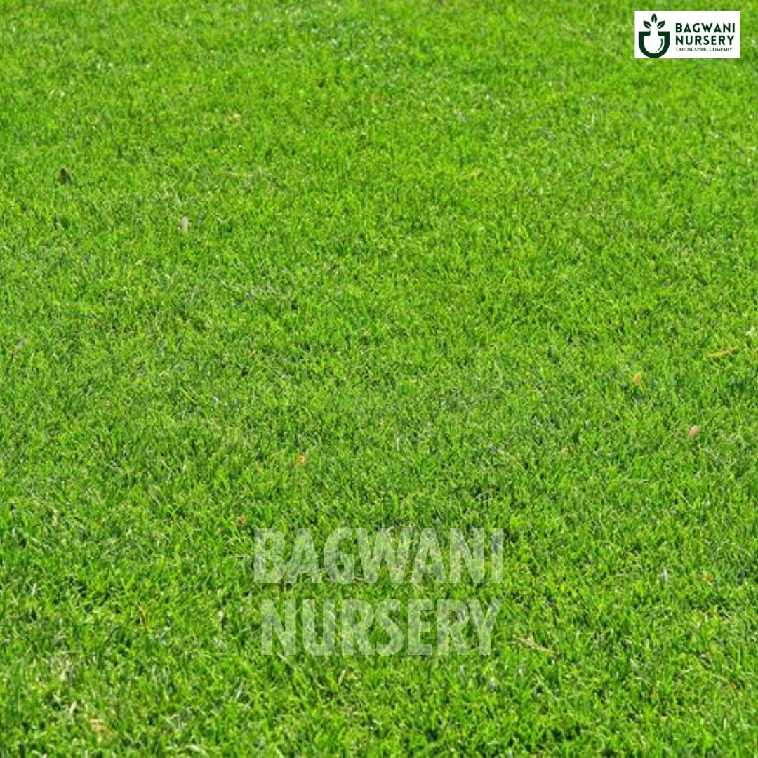 Bermuda Grass, Cynodon dactylon, Bermuda Lawn, Bermuda Grass Seed, Bermuda Turf Grass, Bermuda Lawn Grass, Bermuda Grass Price, Bermuda Grass Price Per Square Foot, Bermuda Grass in India, Bermuda Grass Supplier, Bermuda Lawn Grass Supplier, Wholesale Bermuda Lawn Grass, Wholesale Bermuda Grass Supplier, Bermuda Grass Carpet, Bermuda Natural Grass Carpet, Bermuda Lawn Grass Carpet, Bermuda Lawn Grass in Bulk, Natural Bermuda Lawn Grass, Bermuda Lawn Grass Wholesale Price, Natural Lawn Grass Supplier, Natura