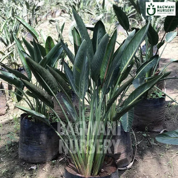 Bird of Paradise, Bird of Paradise plant, Strelitzia ReginaeTree, Bird of Paradise Tree, Strelitzia ReginaeTree Plant, Bird of Paradise in Bulk,