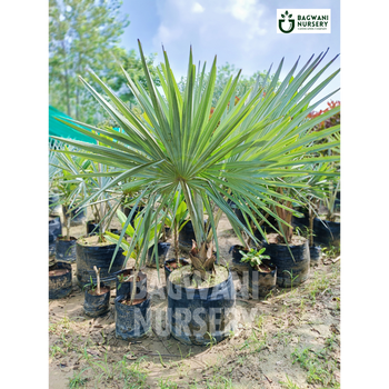 Bismarckia Palm Supplier, Bismarckia Palm Supplier in India, Wholesale Bismarckia Palm, Wholesale Bismarckia Palm Supplier, Bismarckia Palm Nursery, Best Bismarckia Palm Nursery, Bismarckia Palm in India, Bulk Bismarckia Palm Supplier