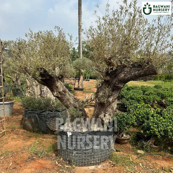 	Bonsai, Bonsai Tree, Bonsai Plant, ficus microcarpa, bonsai tree plant, trees for bonsai, bonsai tree for sale, indoor bonsai tree, types of bonsai trees, ficus retusa, jade bonsai, bonsai plants online, jade bonsai tree, bougainvillea bonsai tree, bougainvillea bonsai, adenium bonsai, juniper bonsai, Bonsai Tree supplier, Bonsai Nursery, Bonsai in India, Wholesale Bonsai Supplier, Wholesale Bonsai Nursery, Bonsai Exporter,