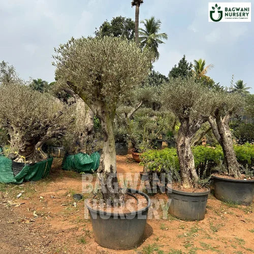 	Bonsai, Bonsai Tree, Bonsai Plant, ficus microcarpa, bonsai tree plant, trees for bonsai, bonsai tree for sale, indoor bonsai tree, types of bonsai trees, ficus retusa, jade bonsai, bonsai plants online, jade bonsai tree, bougainvillea bonsai tree, bougainvillea bonsai, adenium bonsai, juniper bonsai, Bonsai Tree supplier, Bonsai Nursery, Bonsai in India, Wholesale Bonsai Supplier, Wholesale Bonsai Nursery, Bonsai Exporter,