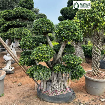 	Bonsai, Bonsai Tree, Bonsai Plant, ficus microcarpa, bonsai tree plant, trees for bonsai, bonsai tree for sale, indoor bonsai tree, types of bonsai trees, ficus retusa, jade bonsai, bonsai plants online, jade bonsai tree, bougainvillea bonsai tree, bougainvillea bonsai, adenium bonsai, juniper bonsai, Bonsai Tree supplier, Bonsai Nursery, Bonsai in India, Wholesale Bonsai Supplier, Wholesale Bonsai Nursery, Bonsai Exporter,
