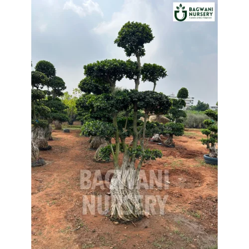 	Bonsai, Bonsai Tree, Bonsai Plant, ficus microcarpa, bonsai tree plant, trees for bonsai, bonsai tree for sale, indoor bonsai tree, types of bonsai trees, ficus retusa, jade bonsai, bonsai plants online, jade bonsai tree, bougainvillea bonsai tree, bougainvillea bonsai, adenium bonsai, juniper bonsai, Bonsai Tree supplier, Bonsai Nursery, Bonsai in India, Wholesale Bonsai Supplier, Wholesale Bonsai Nursery, Bonsai Exporter,