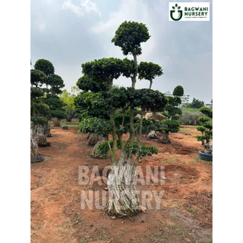 	Bonsai, Bonsai Tree, Bonsai Plant, ficus microcarpa, bonsai tree plant, trees for bonsai, bonsai tree for sale, indoor bonsai tree, types of bonsai trees, ficus retusa, jade bonsai, bonsai plants online, jade bonsai tree, bougainvillea bonsai tree, bougainvillea bonsai, adenium bonsai, juniper bonsai, Bonsai Tree supplier, Bonsai Nursery, Bonsai in India, Wholesale Bonsai Supplier, Wholesale Bonsai Nursery, Bonsai Exporter,