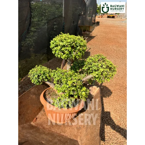 	Bonsai, Bonsai Tree, Bonsai Plant, ficus microcarpa, bonsai tree plant, trees for bonsai, bonsai tree for sale, indoor bonsai tree, types of bonsai trees, ficus retusa, jade bonsai, bonsai plants online, jade bonsai tree, bougainvillea bonsai tree, bougainvillea bonsai, adenium bonsai, juniper bonsai, Bonsai Tree supplier, Bonsai Nursery, Bonsai in India, Wholesale Bonsai Supplier, Wholesale Bonsai Nursery, Bonsai Exporter,