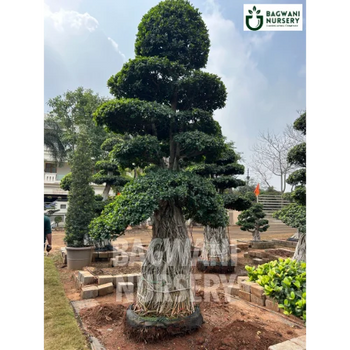 	Bonsai, Bonsai Tree, Bonsai Plant, ficus microcarpa, bonsai tree plant, trees for bonsai, bonsai tree for sale, indoor bonsai tree, types of bonsai trees, ficus retusa, jade bonsai, bonsai plants online, jade bonsai tree, bougainvillea bonsai tree, bougainvillea bonsai, adenium bonsai, juniper bonsai, Bonsai Tree supplier, Bonsai Nursery, Bonsai in India, Wholesale Bonsai Supplier, Wholesale Bonsai Nursery, Bonsai Exporter,
