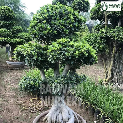 	Bonsai, Bonsai Tree, Bonsai Plant, ficus microcarpa, bonsai tree plant, trees for bonsai, bonsai tree for sale, indoor bonsai tree, types of bonsai trees, ficus retusa, jade bonsai, bonsai plants online, jade bonsai tree, bougainvillea bonsai tree, bougainvillea bonsai, adenium bonsai, juniper bonsai, Bonsai Tree supplier, Bonsai Nursery, Bonsai in India, Wholesale Bonsai Supplier, Wholesale Bonsai Nursery, Bonsai Exporter,