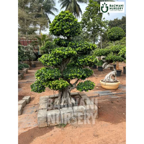 	Bonsai, Bonsai Tree, Bonsai Plant, ficus microcarpa, bonsai tree plant, trees for bonsai, bonsai tree for sale, indoor bonsai tree, types of bonsai trees, ficus retusa, jade bonsai, bonsai plants online, jade bonsai tree, bougainvillea bonsai tree, bougainvillea bonsai, adenium bonsai, juniper bonsai, Bonsai Tree supplier, Bonsai Nursery, Bonsai in India, Wholesale Bonsai Supplier, Wholesale Bonsai Nursery, Bonsai Exporter,