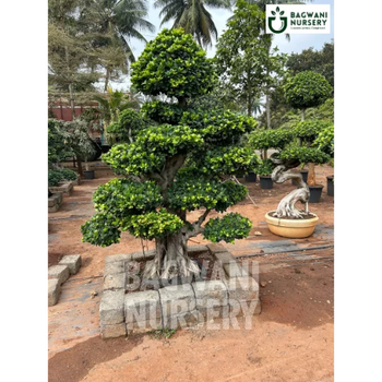 	Bonsai, Bonsai Tree, Bonsai Plant, ficus microcarpa, bonsai tree plant, trees for bonsai, bonsai tree for sale, indoor bonsai tree, types of bonsai trees, ficus retusa, jade bonsai, bonsai plants online, jade bonsai tree, bougainvillea bonsai tree, bougainvillea bonsai, adenium bonsai, juniper bonsai, Bonsai Tree supplier, Bonsai Nursery, Bonsai in India, Wholesale Bonsai Supplier, Wholesale Bonsai Nursery, Bonsai Exporter,