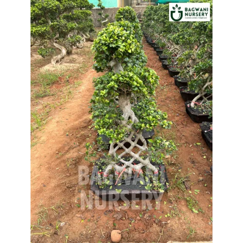 	Bonsai, Bonsai Tree, Bonsai Plant, ficus microcarpa, bonsai tree plant, trees for bonsai, bonsai tree for sale, indoor bonsai tree, types of bonsai trees, ficus retusa, jade bonsai, bonsai plants online, jade bonsai tree, bougainvillea bonsai tree, bougainvillea bonsai, adenium bonsai, juniper bonsai, Bonsai Tree supplier, Bonsai Nursery, Bonsai in India, Wholesale Bonsai Supplier, Wholesale Bonsai Nursery, Bonsai Exporter,
