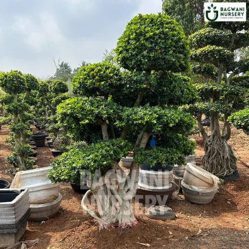 Bonsai, Bonsai Tree, Bonsai Plant, ficus microcarpa, bonsai tree plant, trees for bonsai, bonsai tree for sale, indoor bonsai tree, types of bonsai trees, ficus retusa, jade bonsai, bonsai plants online, jade bonsai tree, bougainvillea bonsai tree, bougainvillea bonsai, adenium bonsai, juniper bonsai, Bonsai Tree supplier, Bonsai Nursery, Bonsai in India, Wholesale Bonsai Supplier, Wholesale Bonsai Nursery, Bonsai Exporter,