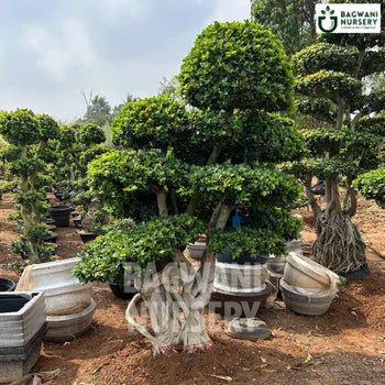 Bonsai, Bonsai Tree, Bonsai Plant, ficus microcarpa, bonsai tree plant, trees for bonsai, bonsai tree for sale, indoor bonsai tree, types of bonsai trees, ficus retusa, jade bonsai, bonsai plants online, jade bonsai tree, bougainvillea bonsai tree, bougainvillea bonsai, adenium bonsai, juniper bonsai, Bonsai Tree supplier, Bonsai Nursery, Bonsai in India, Wholesale Bonsai Supplier, Wholesale Bonsai Nursery, Bonsai Exporter,