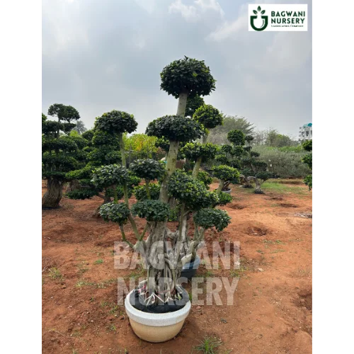 Buy Bonsai Tree Online | Bagwani Nursery | Bonsai 31 | Wholesale Plant Supplier in India