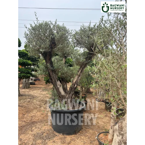 	Bonsai, Bonsai Tree, Bonsai Plant, ficus microcarpa, bonsai tree plant, trees for bonsai, bonsai tree for sale, indoor bonsai tree, types of bonsai trees, ficus retusa, jade bonsai, bonsai plants online, jade bonsai tree, bougainvillea bonsai tree, bougainvillea bonsai, adenium bonsai, juniper bonsai, Bonsai Tree supplier, Bonsai Nursery, Bonsai in India, Wholesale Bonsai Supplier, Wholesale Bonsai Nursery, Bonsai Exporter,