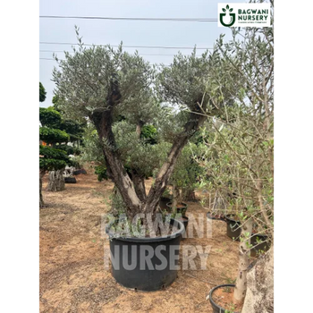 	Bonsai, Bonsai Tree, Bonsai Plant, ficus microcarpa, bonsai tree plant, trees for bonsai, bonsai tree for sale, indoor bonsai tree, types of bonsai trees, ficus retusa, jade bonsai, bonsai plants online, jade bonsai tree, bougainvillea bonsai tree, bougainvillea bonsai, adenium bonsai, juniper bonsai, Bonsai Tree supplier, Bonsai Nursery, Bonsai in India, Wholesale Bonsai Supplier, Wholesale Bonsai Nursery, Bonsai Exporter,