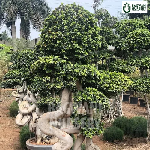 	Bonsai, Bonsai Tree, Bonsai Plant, ficus microcarpa, bonsai tree plant, trees for bonsai, bonsai tree for sale, indoor bonsai tree, types of bonsai trees, ficus retusa, jade bonsai, bonsai plants online, jade bonsai tree, bougainvillea bonsai tree, bougainvillea bonsai, adenium bonsai, juniper bonsai, Bonsai Tree supplier, Bonsai Nursery, Bonsai in India, Wholesale Bonsai Supplier, Wholesale Bonsai Nursery, Bonsai Exporter,