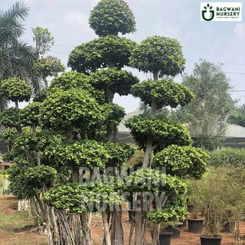 	Bonsai, Bonsai Tree, Bonsai Plant, ficus microcarpa, bonsai tree plant, trees for bonsai, bonsai tree for sale, indoor bonsai tree, types of bonsai trees, ficus retusa, jade bonsai, bonsai plants online, jade bonsai tree, bougainvillea bonsai tree, bougainvillea bonsai, adenium bonsai, juniper bonsai, Bonsai Tree supplier, Bonsai Nursery, Bonsai in India, Wholesale Bonsai Supplier, Wholesale Bonsai Nursery, Bonsai Exporter,