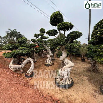 	Bonsai, Bonsai Tree, Bonsai Plant, ficus microcarpa, bonsai tree plant, trees for bonsai, bonsai tree for sale, indoor bonsai tree, types of bonsai trees, ficus retusa, jade bonsai, bonsai plants online, jade bonsai tree, bougainvillea bonsai tree, bougainvillea bonsai, adenium bonsai, juniper bonsai, Bonsai Tree supplier, Bonsai Nursery, Bonsai in India, Wholesale Bonsai Supplier, Wholesale Bonsai Nursery, Bonsai Exporter,