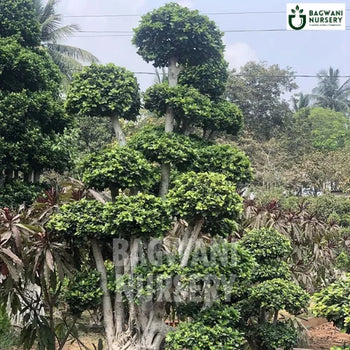 	Bonsai, Bonsai Tree, Bonsai Plant, ficus microcarpa, bonsai tree plant, trees for bonsai, bonsai tree for sale, indoor bonsai tree, types of bonsai trees, ficus retusa, jade bonsai, bonsai plants online, jade bonsai tree, bougainvillea bonsai tree, bougainvillea bonsai, adenium bonsai, juniper bonsai, Bonsai Tree supplier, Bonsai Nursery, Bonsai in India, Wholesale Bonsai Supplier, Wholesale Bonsai Nursery, Bonsai Exporter,
