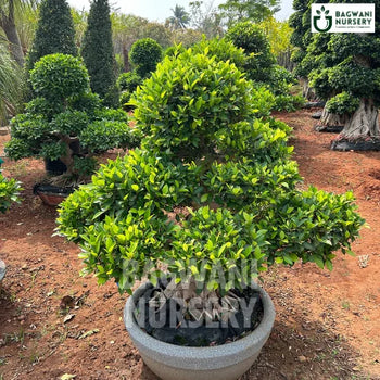 	Bonsai, Bonsai Tree, Bonsai Plant, ficus microcarpa, bonsai tree plant, trees for bonsai, bonsai tree for sale, indoor bonsai tree, types of bonsai trees, ficus retusa, jade bonsai, bonsai plants online, jade bonsai tree, bougainvillea bonsai tree, bougainvillea bonsai, adenium bonsai, juniper bonsai, Bonsai Tree supplier, Bonsai Nursery, Bonsai in India, Wholesale Bonsai Supplier, Wholesale Bonsai Nursery, Bonsai Exporter,