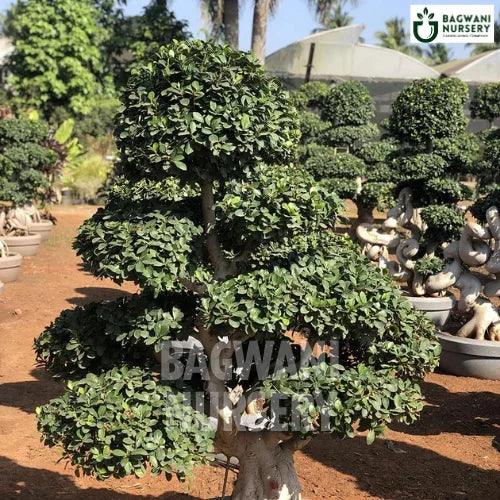 Bonsai, Bonsai Tree, Bonsai Plant, ficus microcarpa, bonsai tree plant, trees for bonsai, bonsai tree for sale, indoor bonsai tree, types of bonsai trees, ficus retusa, jade bonsai, bonsai plants online, jade bonsai tree, bougainvillea bonsai tree, bougainvillea bonsai, adenium bonsai, juniper bonsai, Bonsai Tree supplier, Bonsai Nursery, Bonsai in India, Wholesale Bonsai Supplier, Wholesale Bonsai Nursery, Bonsai Exporter,
