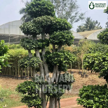 	Bonsai, Bonsai Tree, Bonsai Plant, ficus microcarpa, bonsai tree plant, trees for bonsai, bonsai tree for sale, indoor bonsai tree, types of bonsai trees, ficus retusa, jade bonsai, bonsai plants online, jade bonsai tree, bougainvillea bonsai tree, bougainvillea bonsai, adenium bonsai, juniper bonsai, Bonsai Tree supplier, Bonsai Nursery, Bonsai in India, Wholesale Bonsai Supplier, Wholesale Bonsai Nursery, Bonsai Exporter,