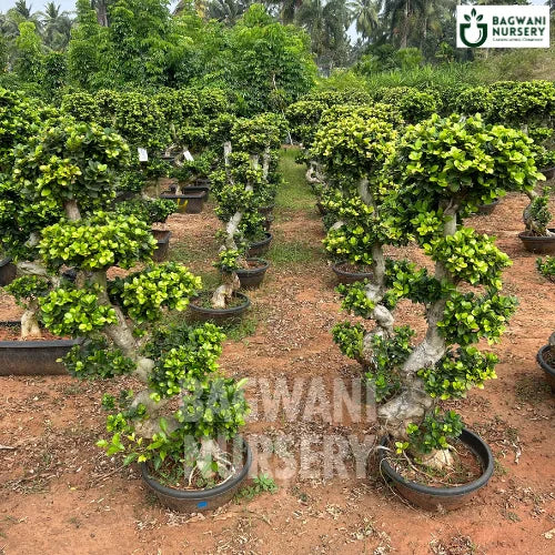 	Bonsai, Bonsai Tree, Bonsai Plant, ficus microcarpa, bonsai tree plant, trees for bonsai, bonsai tree for sale, indoor bonsai tree, types of bonsai trees, ficus retusa, jade bonsai, bonsai plants online, jade bonsai tree, bougainvillea bonsai tree, bougainvillea bonsai, adenium bonsai, juniper bonsai, Bonsai Tree supplier, Bonsai Nursery, Bonsai in India, Wholesale Bonsai Supplier, Wholesale Bonsai Nursery, Bonsai Exporter,
