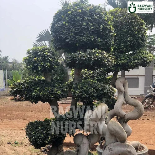 	Bonsai, Bonsai Tree, Bonsai Plant, ficus microcarpa, bonsai tree plant, trees for bonsai, bonsai tree for sale, indoor bonsai tree, types of bonsai trees, ficus retusa, jade bonsai, bonsai plants online, jade bonsai tree, bougainvillea bonsai tree, bougainvillea bonsai, adenium bonsai, juniper bonsai, Bonsai Tree supplier, Bonsai Nursery, Bonsai in India, Wholesale Bonsai Supplier, Wholesale Bonsai Nursery, Bonsai Exporter,