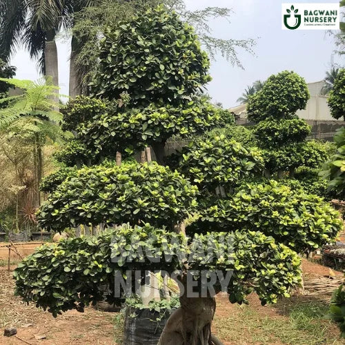 	Bonsai, Bonsai Tree, Bonsai Plant, ficus microcarpa, bonsai tree plant, trees for bonsai, bonsai tree for sale, indoor bonsai tree, types of bonsai trees, ficus retusa, jade bonsai, bonsai plants online, jade bonsai tree, bougainvillea bonsai tree, bougainvillea bonsai, adenium bonsai, juniper bonsai, Bonsai Tree supplier, Bonsai Nursery, Bonsai in India, Wholesale Bonsai Supplier, Wholesale Bonsai Nursery, Bonsai Exporter,
