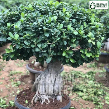 	Bonsai, Bonsai Tree, Bonsai Plant, ficus microcarpa, bonsai tree plant, trees for bonsai, bonsai tree for sale, indoor bonsai tree, types of bonsai trees, ficus retusa, jade bonsai, bonsai plants online, jade bonsai tree, bougainvillea bonsai tree, bougainvillea bonsai, adenium bonsai, juniper bonsai, Bonsai Tree supplier, Bonsai Nursery, Bonsai in India, Wholesale Bonsai Supplier, Wholesale Bonsai Nursery, Bonsai Exporter,