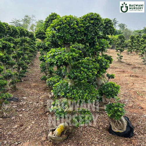 	Bonsai, Bonsai Tree, Bonsai Plant, ficus microcarpa, bonsai tree plant, trees for bonsai, bonsai tree for sale, indoor bonsai tree, types of bonsai trees, ficus retusa, jade bonsai, bonsai plants online, jade bonsai tree, bougainvillea bonsai tree, bougainvillea bonsai, adenium bonsai, juniper bonsai, Bonsai Tree supplier, Bonsai Nursery, Bonsai in India, Wholesale Bonsai Supplier, Wholesale Bonsai Nursery, Bonsai Exporter,