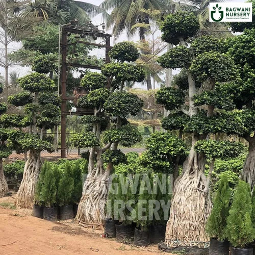 	Bonsai, Bonsai Tree, Bonsai Plant, ficus microcarpa, bonsai tree plant, trees for bonsai, bonsai tree for sale, indoor bonsai tree, types of bonsai trees, ficus retusa, jade bonsai, bonsai plants online, jade bonsai tree, bougainvillea bonsai tree, bougainvillea bonsai, adenium bonsai, juniper bonsai, Bonsai Tree supplier, Bonsai Nursery, Bonsai in India, Wholesale Bonsai Supplier, Wholesale Bonsai Nursery, Bonsai Exporter,