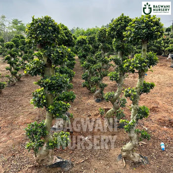 	Bonsai, Bonsai Tree, Bonsai Plant, ficus microcarpa, bonsai tree plant, trees for bonsai, bonsai tree for sale, indoor bonsai tree, types of bonsai trees, ficus retusa, jade bonsai, bonsai plants online, jade bonsai tree, bougainvillea bonsai tree, bougainvillea bonsai, adenium bonsai, juniper bonsai, Bonsai Tree supplier, Bonsai Nursery, Bonsai in India, Wholesale Bonsai Supplier, Wholesale Bonsai Nursery, Bonsai Exporter,