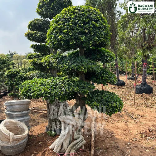 Bonsai, Bonsai Tree, Bonsai Plant, ficus microcarpa, bonsai tree plant, trees for bonsai, bonsai tree for sale, indoor bonsai tree, types of bonsai trees, ficus retusa, jade bonsai, bonsai plants online, jade bonsai tree, bougainvillea bonsai tree, bougainvillea bonsai, adenium bonsai, juniper bonsai, Bonsai Tree supplier, Bonsai Nursery, Bonsai in India, Wholesale Bonsai Supplier, Wholesale Bonsai Nursery, Bonsai Exporter,