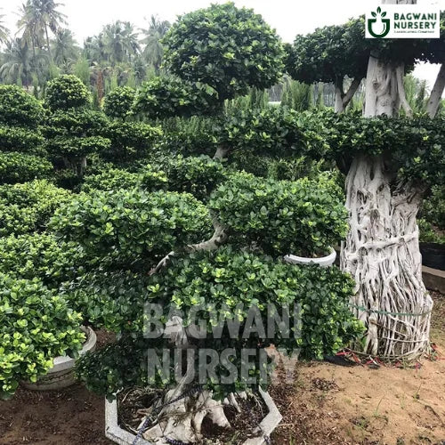 	Bonsai, Bonsai Tree, Bonsai Plant, ficus microcarpa, bonsai tree plant, trees for bonsai, bonsai tree for sale, indoor bonsai tree, types of bonsai trees, ficus retusa, jade bonsai, bonsai plants online, jade bonsai tree, bougainvillea bonsai tree, bougainvillea bonsai, adenium bonsai, juniper bonsai, Bonsai Tree supplier, Bonsai Nursery, Bonsai in India, Wholesale Bonsai Supplier, Wholesale Bonsai Nursery, Bonsai Exporter,
