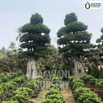 	Bonsai, Bonsai Tree, Bonsai Plant, ficus microcarpa, bonsai tree plant, trees for bonsai, bonsai tree for sale, indoor bonsai tree, types of bonsai trees, ficus retusa, jade bonsai, bonsai plants online, jade bonsai tree, bougainvillea bonsai tree, bougainvillea bonsai, adenium bonsai, juniper bonsai, Bonsai Tree supplier, Bonsai Nursery, Bonsai in India, Wholesale Bonsai Supplier, Wholesale Bonsai Nursery, Bonsai Exporter,