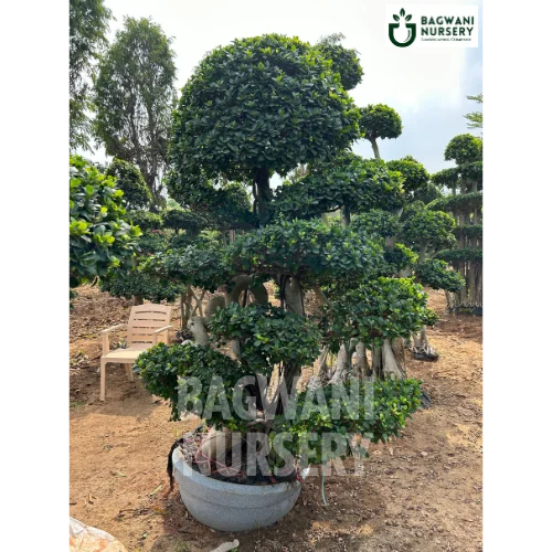 	Bonsai, Bonsai Tree, Bonsai Plant, ficus microcarpa, bonsai tree plant, trees for bonsai, bonsai tree for sale, indoor bonsai tree, types of bonsai trees, ficus retusa, jade bonsai, bonsai plants online, jade bonsai tree, bougainvillea bonsai tree, bougainvillea bonsai, adenium bonsai, juniper bonsai, Bonsai Tree supplier, Bonsai Nursery, Bonsai in India, Wholesale Bonsai Supplier, Wholesale Bonsai Nursery, Bonsai Exporter,