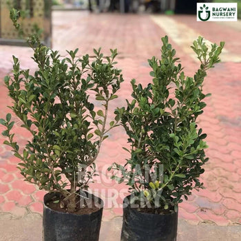 Buxus, Buxus plant, Buxus Sempervirens, Boxwood , Boxwood Plant, Buxus in Bulk,