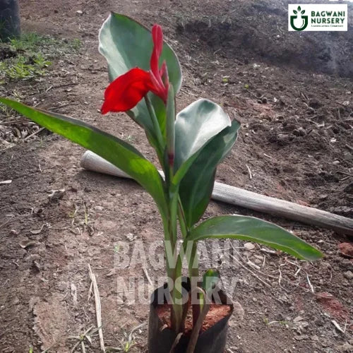 Red Canna Lily, Red Canna Lily plant, Canna indica Red Canna Lily Tree, Canna indica Plant, Red Canna Lily Tree in Bulk,