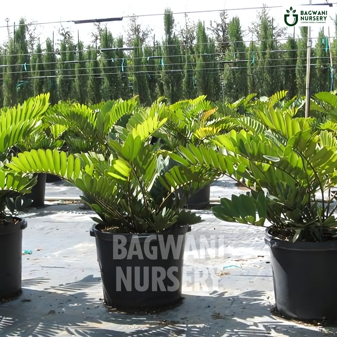 Cardboard Palm Supplier, Cardboard Palm Supplier in India, Wholesale Cardboard Palm, Wholesale Cardboard Palm Supplier, Cardboard Palm Nursery, Best Cardboard Palm Nursery, Cardboard Palm in India, Bulk Cardboard Palm Supplier