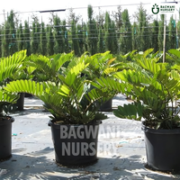 Cardboard Palm Supplier, Cardboard Palm Supplier in India, Wholesale Cardboard Palm, Wholesale Cardboard Palm Supplier, Cardboard Palm Nursery, Best Cardboard Palm Nursery, Cardboard Palm in India, Bulk Cardboard Palm Supplier