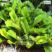 Cardboard Palm Supplier, Cardboard Palm Supplier in India, Wholesale Cardboard Palm, Wholesale Cardboard Palm Supplier, Cardboard Palm Nursery, Best Cardboard Palm Nursery, Cardboard Palm in India, Bulk Cardboard Palm Supplier